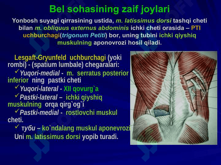 BEL SOHASI VА QORIN PARDA ORQA BO`SHLIG`NING KLINIK ANATOMIYASI VA OPERATSIYALARI. BUYRAK VА SIYDIK YO`LLARIDA OPERATSIYALAR. 4