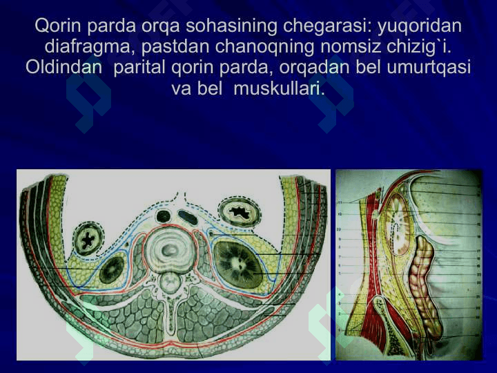 BEL SOHASI VА QORIN PARDA ORQA BO`SHLIG`NING KLINIK ANATOMIYASI VA OPERATSIYALARI. BUYRAK VА SIYDIK YO`LLARIDA OPERATSIYALAR. 5