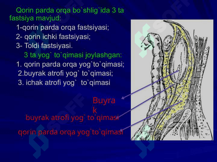 BEL SOHASI VА QORIN PARDA ORQA BO`SHLIG`NING KLINIK ANATOMIYASI VA OPERATSIYALARI. BUYRAK VА SIYDIK YO`LLARIDA OPERATSIYALAR. 6