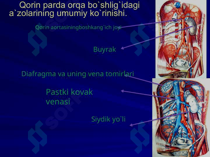 BEL SOHASI VА QORIN PARDA ORQA BO`SHLIG`NING KLINIK ANATOMIYASI VA OPERATSIYALARI. BUYRAK VА SIYDIK YO`LLARIDA OPERATSIYALAR. 7
