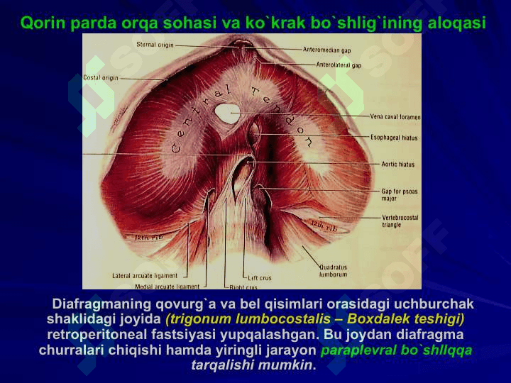 BEL SOHASI VА QORIN PARDA ORQA BO`SHLIG`NING KLINIK ANATOMIYASI VA OPERATSIYALARI. BUYRAK VА SIYDIK YO`LLARIDA OPERATSIYALAR. 8