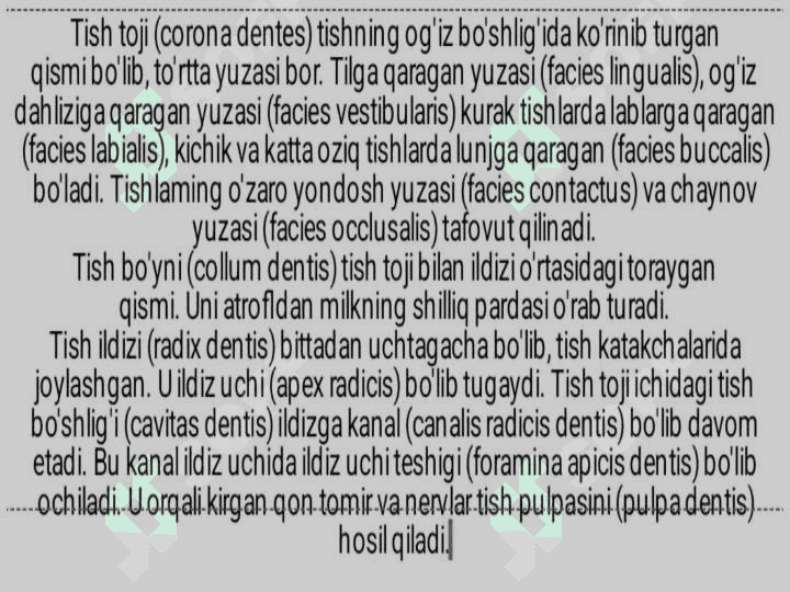 Tishlarning tuzilishi 2