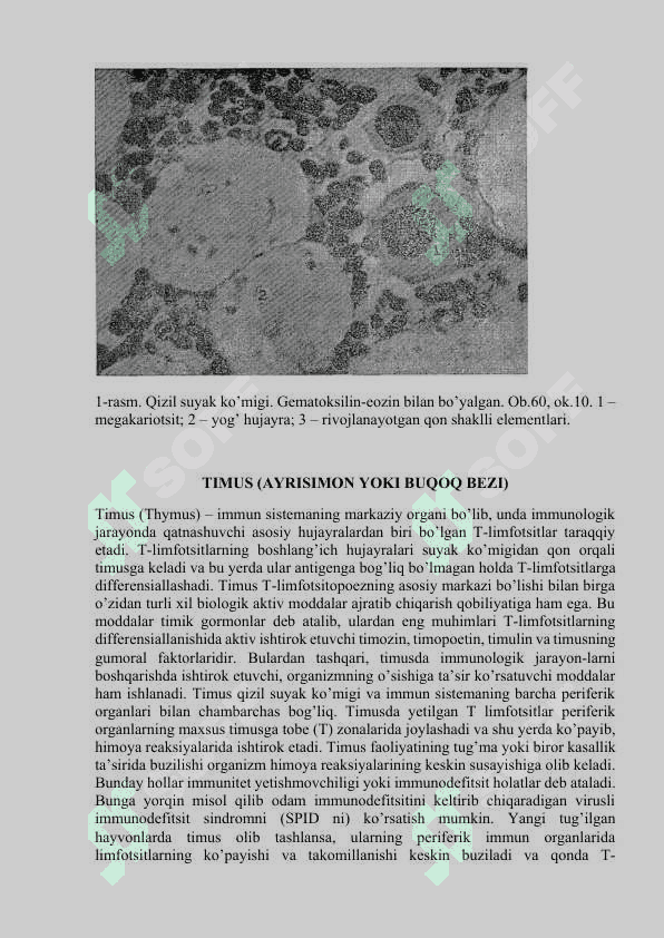 QON YARATUVCHI VA IMMUN-HIMOYA A’ZOLARI 5