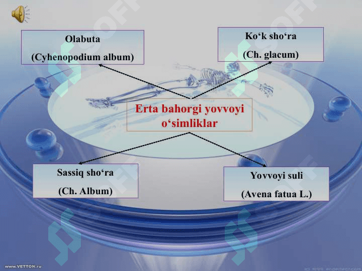 BЕGONA O‘TLARNING BIOLOGIK GURUHLARI VA HISOBGA OLISH USULLARI 8
