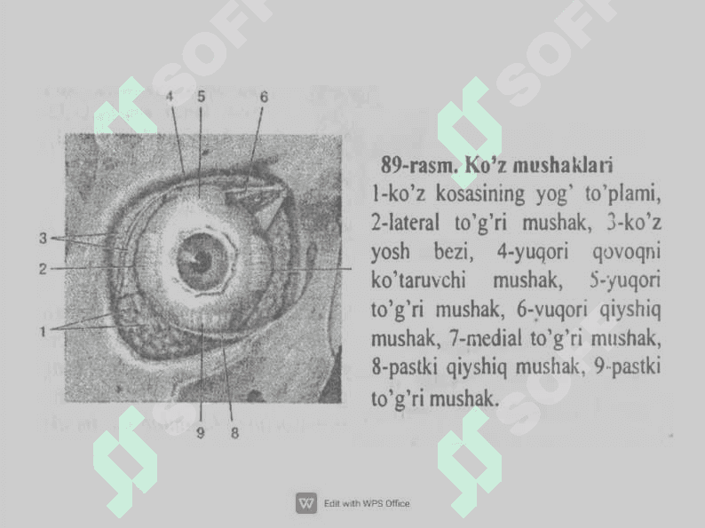 Ko'z olmasining mushaklari innervatsiyasi 2