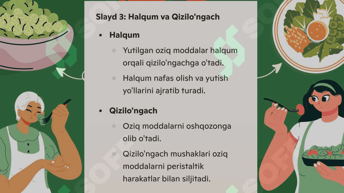Ovqat hazm qilish sistemasi 4