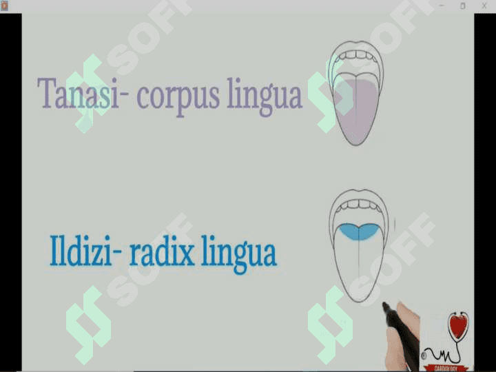Tilning funksiyalari 3