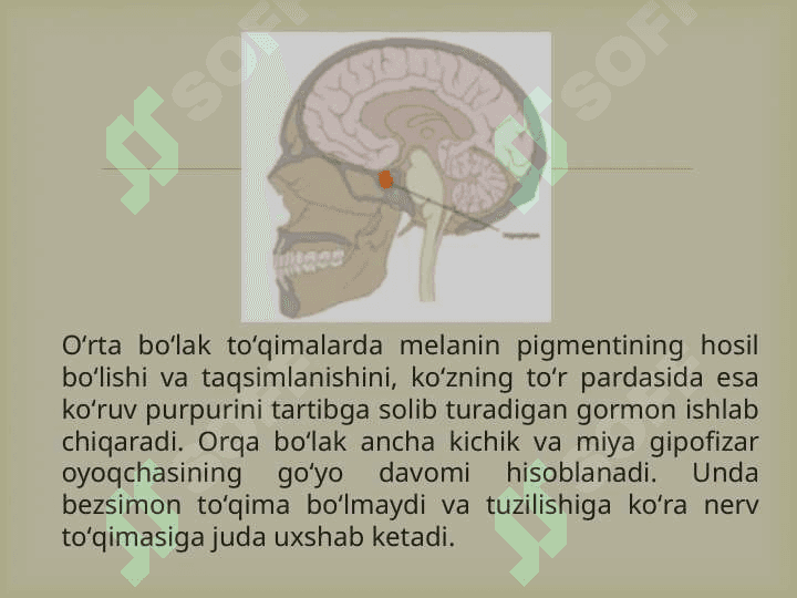 Gipofiz bezining garmonlari va yosh xususiyati 4