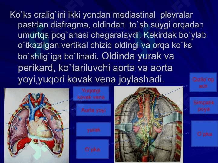 Ko`krakning Klinik anatomiyasi.  Ko`krak  bo`shlig`i azolari operatsiyalari. 5