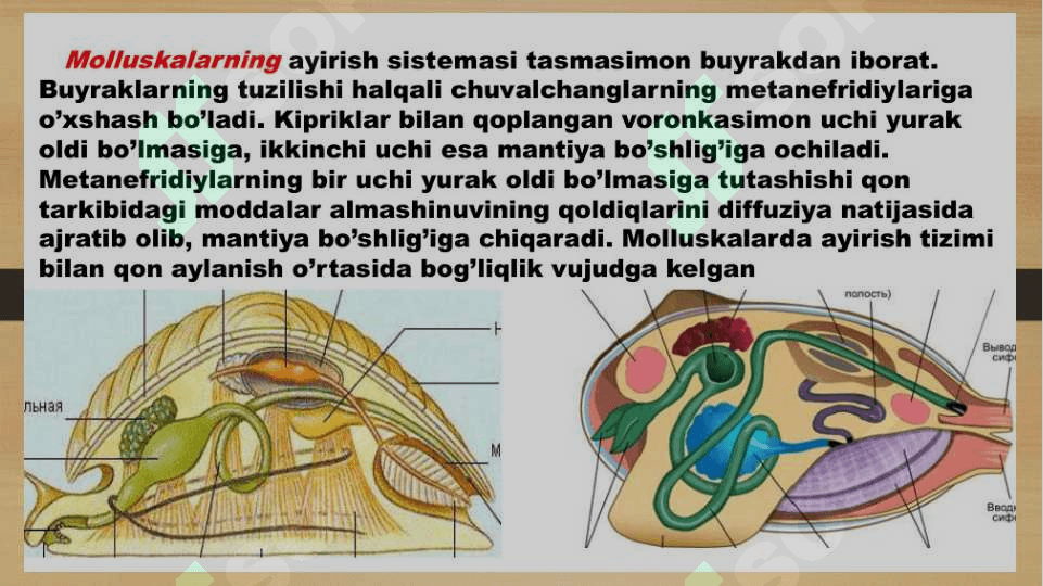 Umurtqasiz hayvonlar azolar tizimi SLAYD.pptx 3