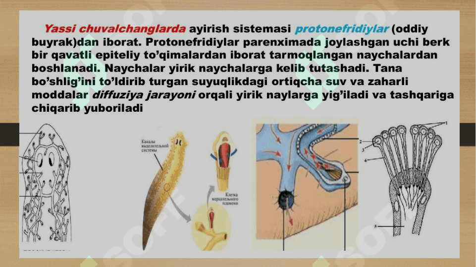 Umurtqasiz hayvonlar azolar tizimi SLAYD.pptx 4