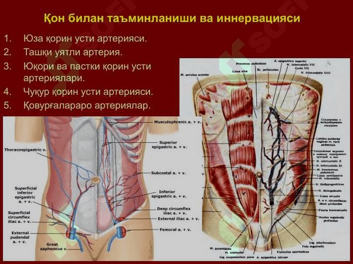Қорин деворлари клиник анатомияси. 8