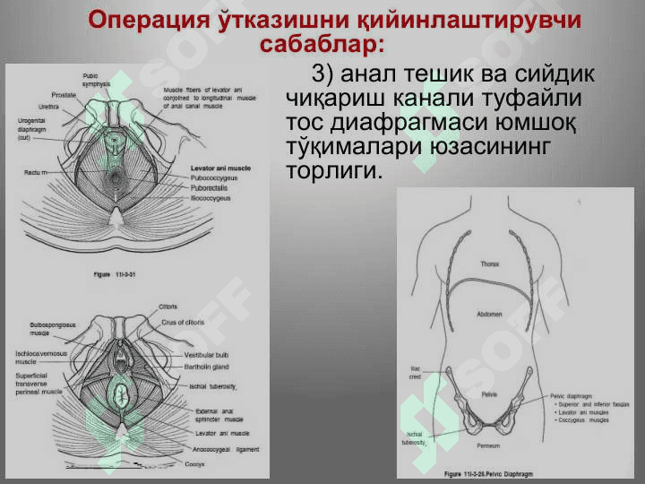 Тос соҳаси клиник анатомияси.             Тос бўшлиғи аъзоларидаги асосий операциялар. 7