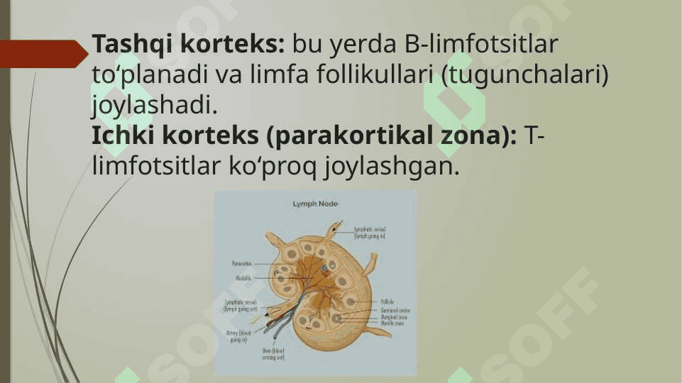 limfa tugunlari. birlamchi va ikkilamchi limfa tugunchalari (follikullar) tuzilishi va hujayraviy tarkibi. limfa tugunlarining yoshga ko'ra o'zgarishi va shakllanishi 5
