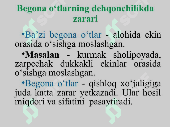 BЕGONA  O‘TLAR  HAQIDA TUSHUNCHA,  ULARNING  ZARARI  VA BIOLOGIK  XUSUSIYATLARI 4