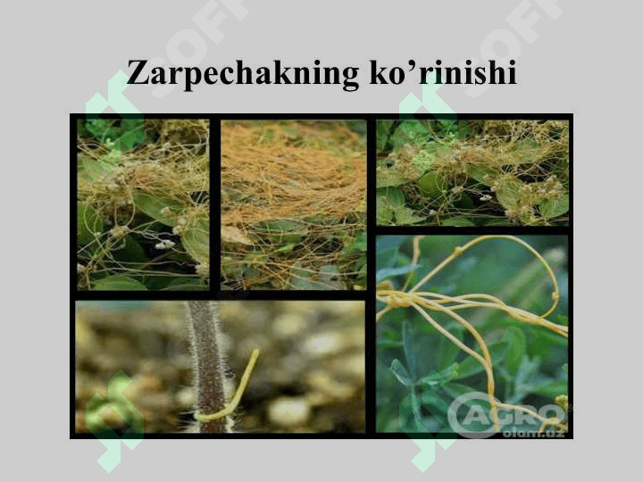 BЕGONA  O‘TLAR  HAQIDA TUSHUNCHA,  ULARNING  ZARARI  VA BIOLOGIK  XUSUSIYATLARI 5