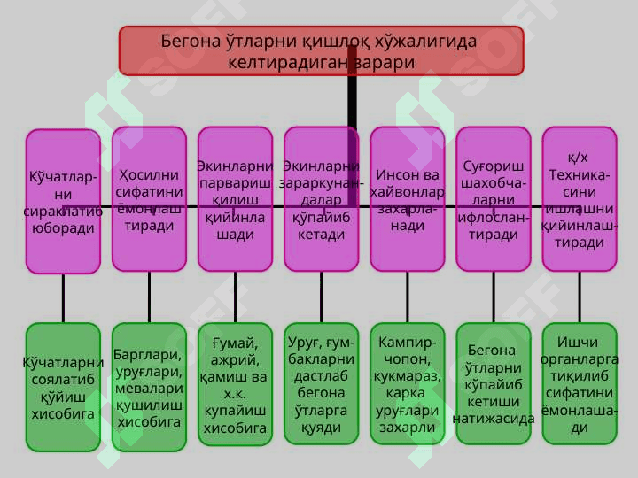 BЕGONA  O‘TLAR  HAQIDA TUSHUNCHA,  ULARNING  ZARARI  VA BIOLOGIK  XUSUSIYATLARI 7