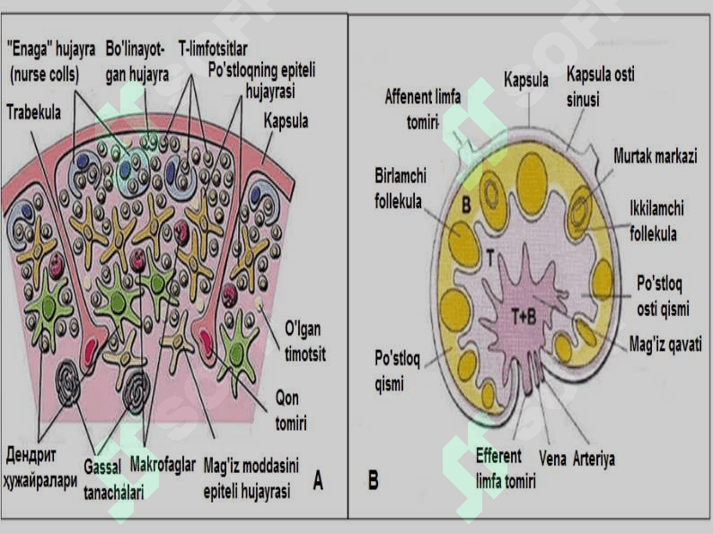 Adaptiv immunitet, shakllanish prinsiplari. Hujayraviy gumoral tipdagi immun reaksiyalar, mexanizmlari. Immun sistemaga baho berish usullari. Immunoprofilaktika 7