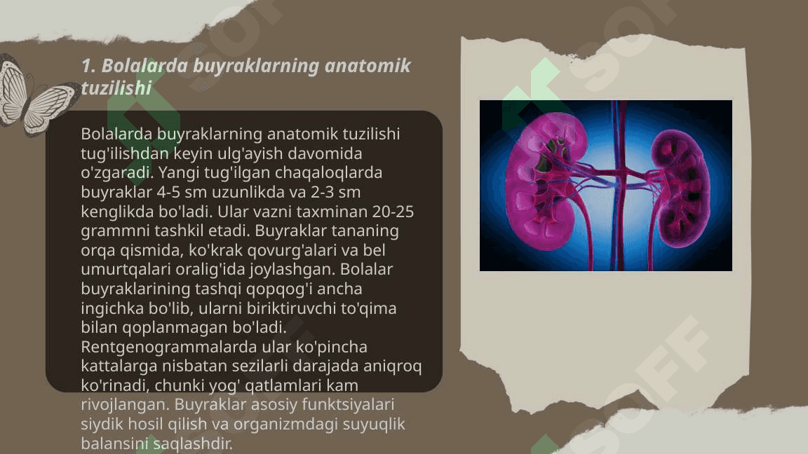 Bolalarda buyraklar anatomo fiziologik xususiyatlari 3