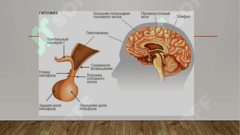 Endokrin- bezlar fiziologiyasi. Endokrin bezlarning• umumiy xususiyatlari 4