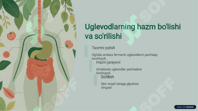 Uglevodlar energiya manbayi va hayot asosi 3
