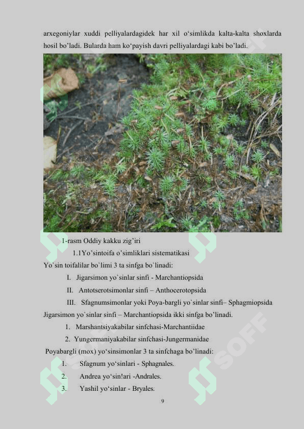 YO‘SINTOIFA (MOXTOIFA) (BRYOPHYTA) O‘SIMLIKLAR BO‘LIMI. ANTOTSEROTSIMONLAR SINFI 8