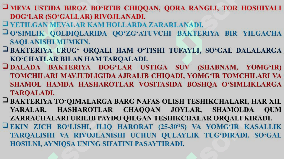 POMIDOR VA KARTOSHKANING BAKTETIYALI KASALLIKLARI VA ULARGA QARSHI KURASH CHOTALARI 8