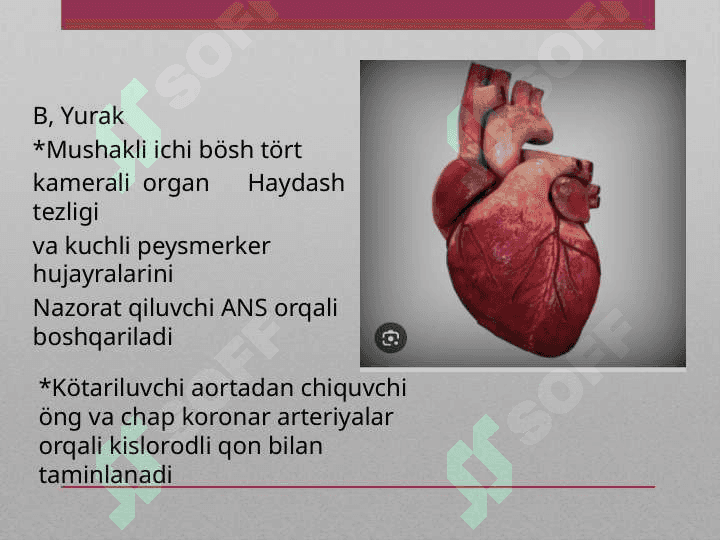 Qon aylanish doiralari va yurakning vazifalari 4