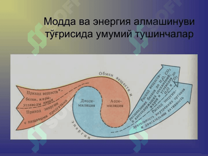 Организмнинг энергетик мувозанати. Терморегуляция 5