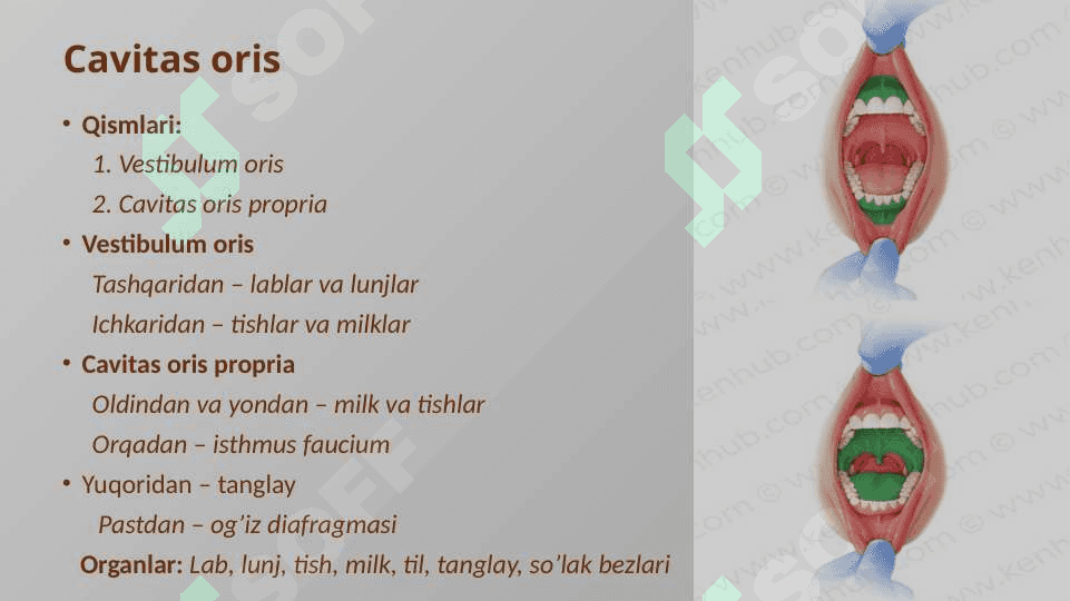Ovqat hazm qilish 6
