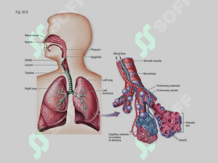 Nafas fiziologiyasi 4