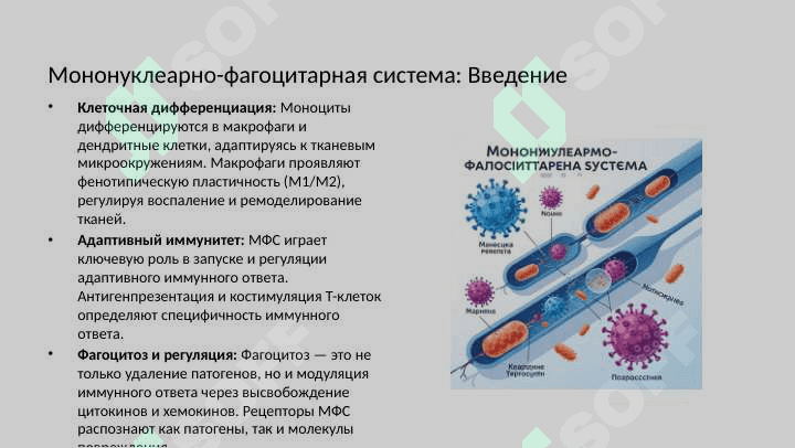 Мононуклеарно-фагоцитарная система. Состав, функциональное значение 4