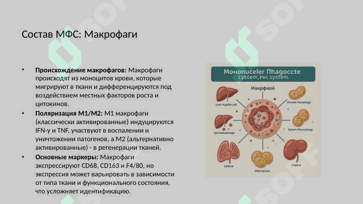 Мононуклеарно-фагоцитарная система. Состав, функциональное значение 7