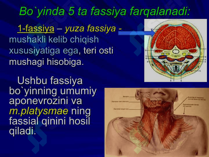 BO`YIN SOHASINING KLINIK ANATOMIYASI  VA ОPERATIV JARROHLIK  ТEXNOLOGIYASI. 4