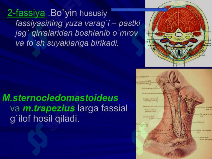 BO`YIN SOHASINING KLINIK ANATOMIYASI  VA ОPERATIV JARROHLIK  ТEXNOLOGIYASI. 5