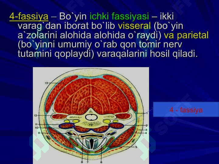 BO`YIN SOHASINING KLINIK ANATOMIYASI  VA ОPERATIV JARROHLIK  ТEXNOLOGIYASI. 7