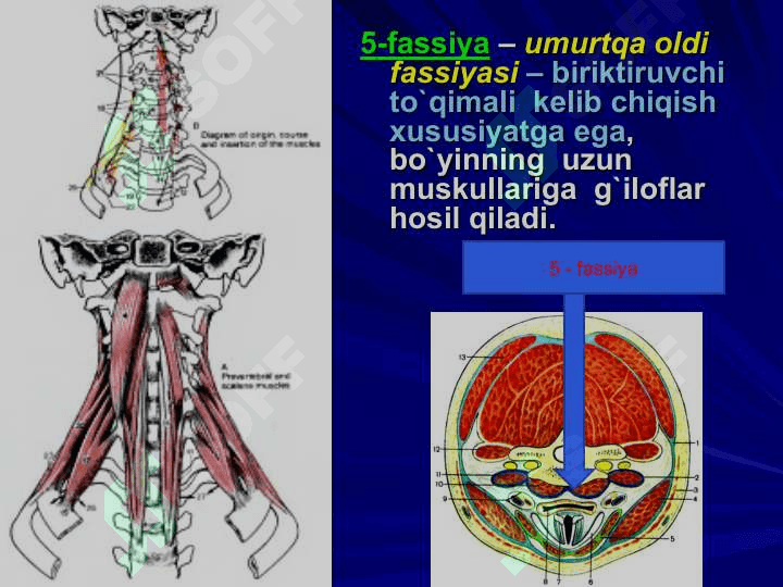 BO`YIN SOHASINING KLINIK ANATOMIYASI  VA ОPERATIV JARROHLIK  ТEXNOLOGIYASI. 8