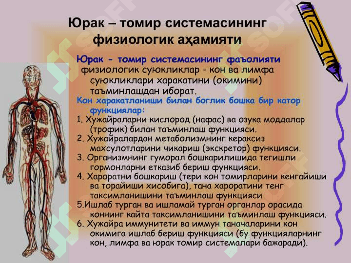 Yurak-qon tomir fiziologiyasi 2