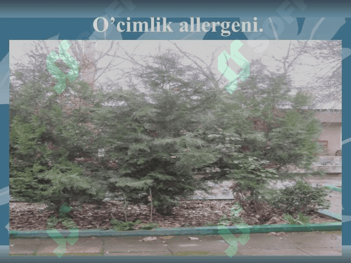 O’tkir allergozlar slayd ppt pptx 6