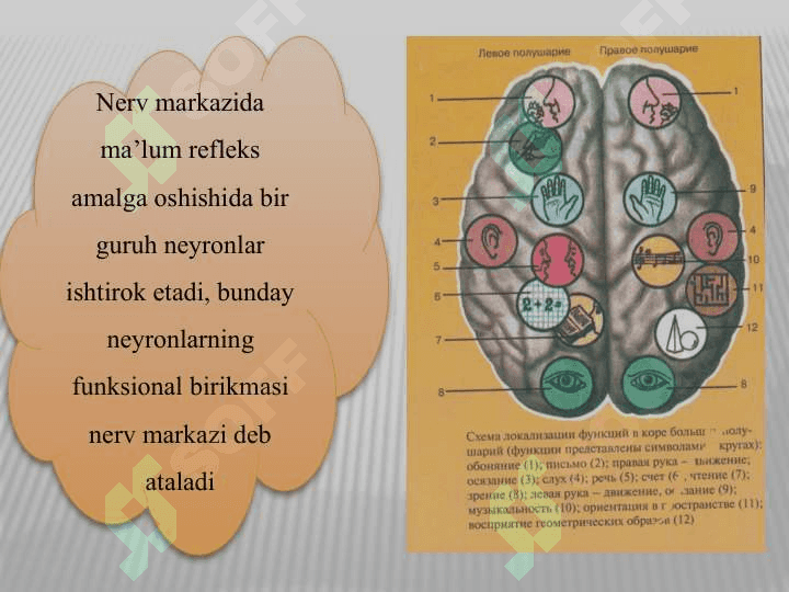 NERV   TIZIMINING VA  OLIY NERV FAOLIYATINING YOSH HUSUSIYATLARI 8