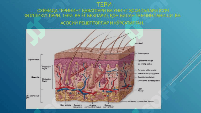 ТЕРИэпидермиснинг тузилишиДермаСоч ва тирноқларнинг тузилиши 2