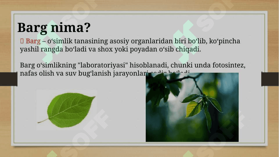 O‘simlikka barg nima uchun kerak? 3