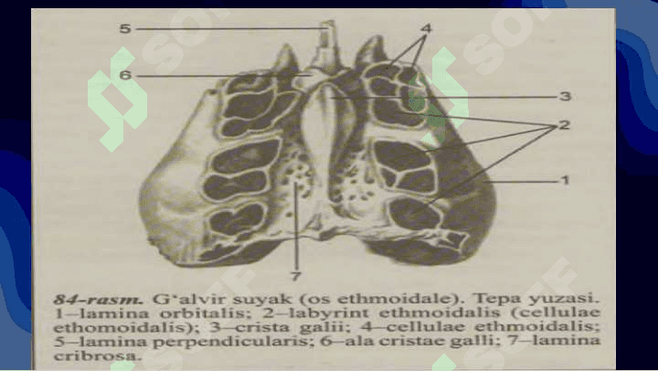 G'alvirsimon suyaklar 4