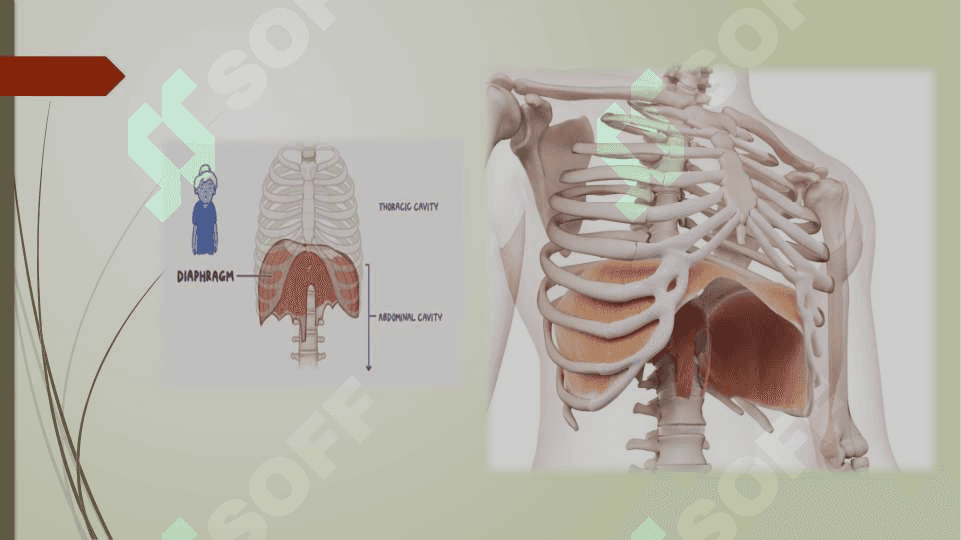 Diafragma topografiyasi. 4