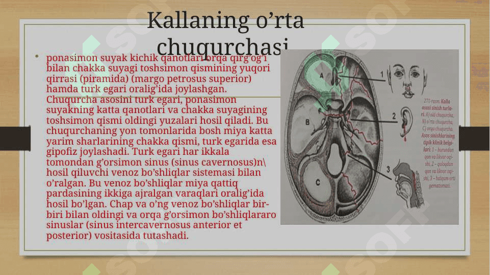 Kalla asosining o'rta chuqurchasi. 2