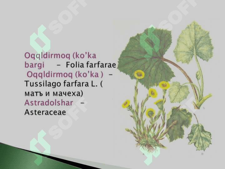 O'zbekistonda o'suvchi shifobaxsh o'simliklar va ularning qo'llanilishi 6