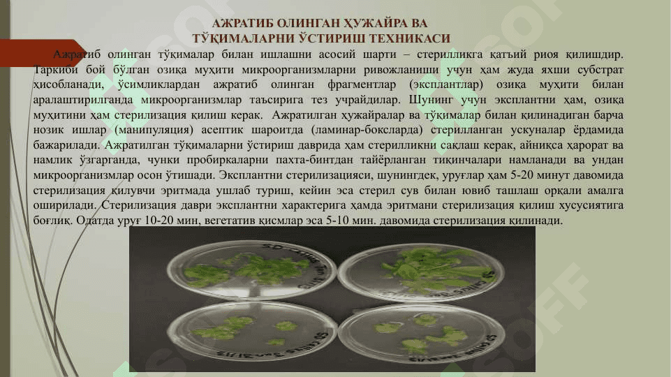 АЖРАТИБ ОЛИНГАН ҲУЖАЙРА ВА ТЎҚИМАЛАРНИ  in vitro шароитида ЎСТИРИШ ТЕХНИКАСИ 3