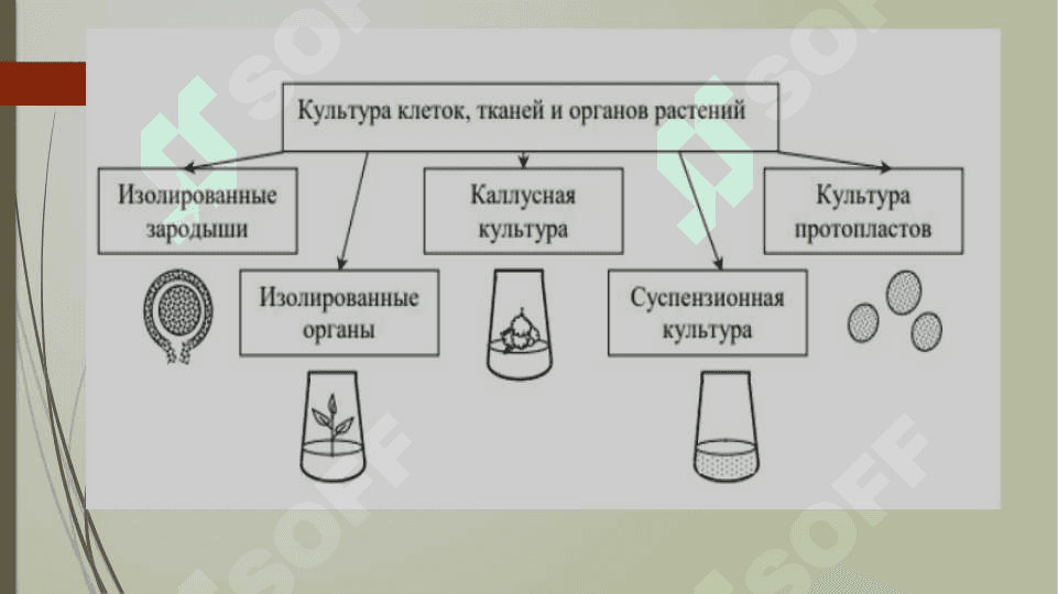 АЖРАТИБ ОЛИНГАН ҲУЖАЙРА ВА ТЎҚИМАЛАРНИ  in vitro шароитида ЎСТИРИШ ТЕХНИКАСИ 4