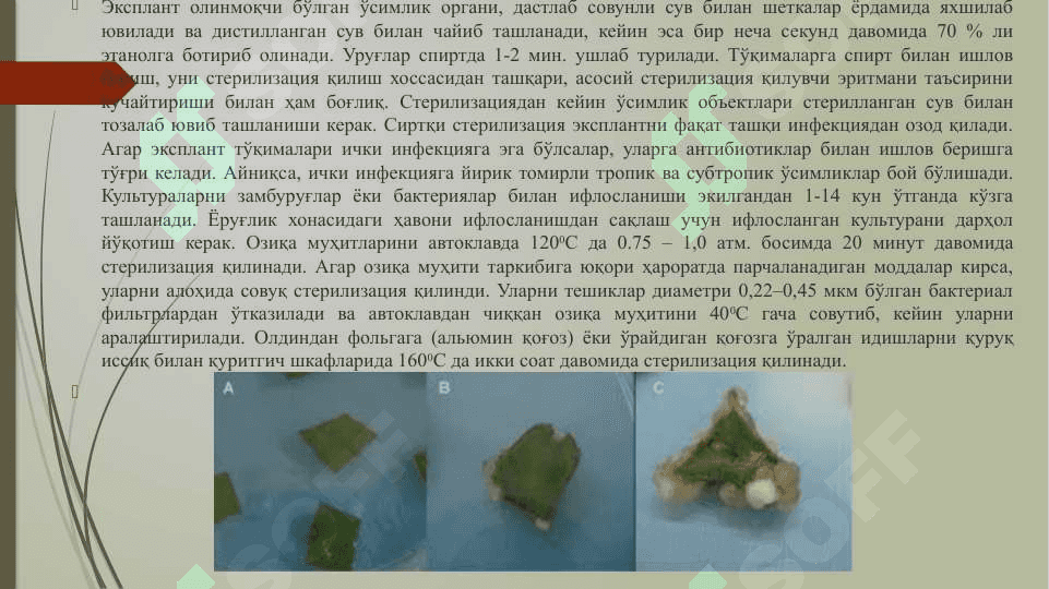 АЖРАТИБ ОЛИНГАН ҲУЖАЙРА ВА ТЎҚИМАЛАРНИ  in vitro шароитида ЎСТИРИШ ТЕХНИКАСИ 7