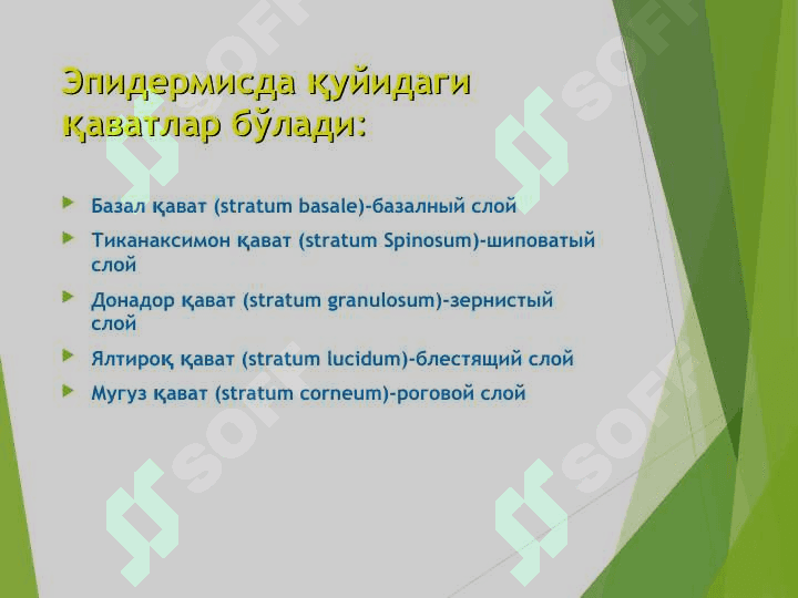 Терининг тузилиши, морфологик элементлари 6
